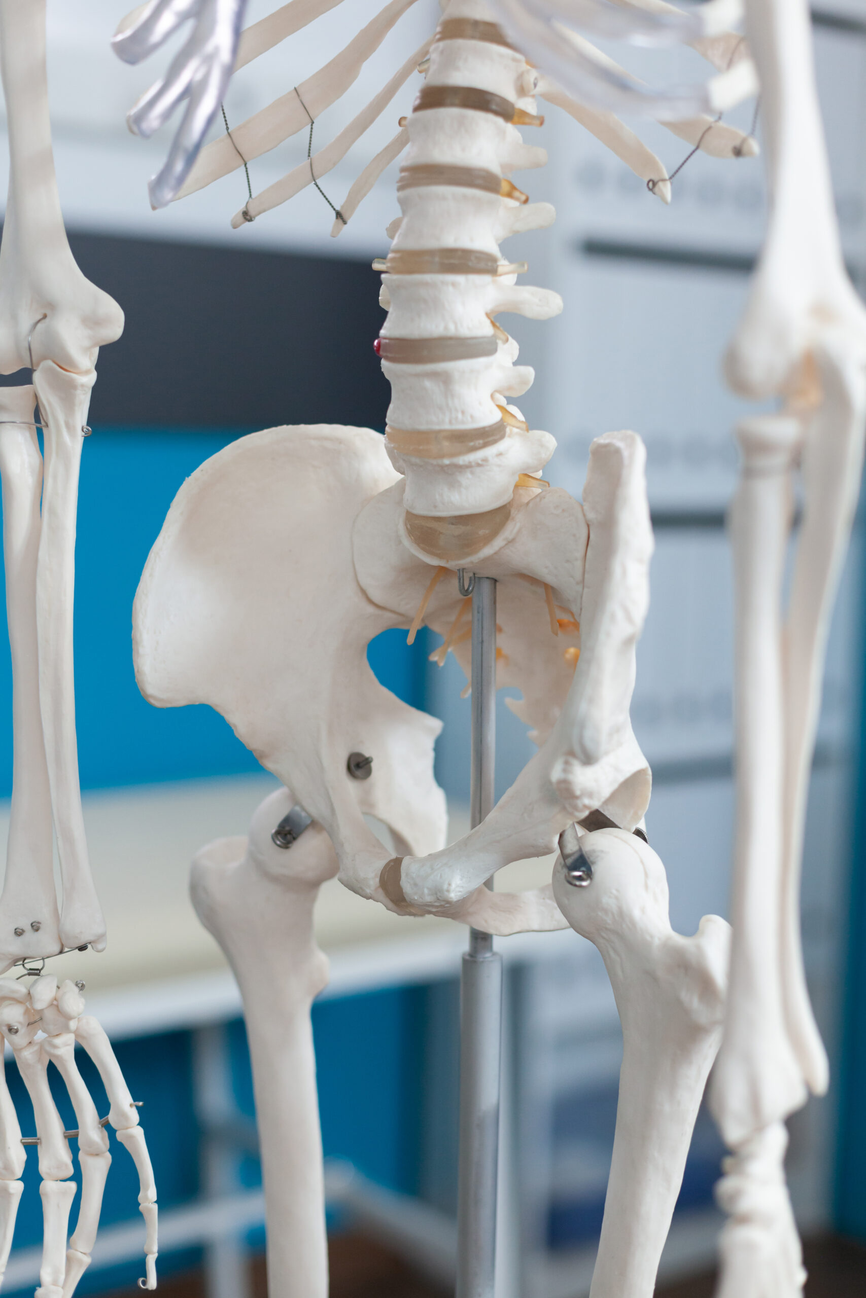Closeup of human pelvis bone of an anatomical human body skeleton